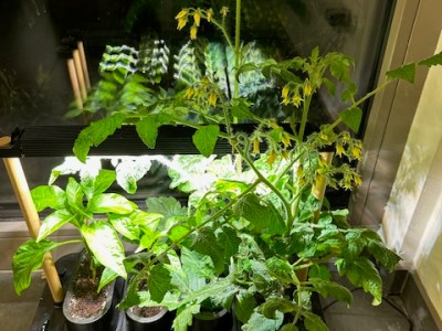 Growing Cherry Tomatoes in Your Auk&nbsp;Mini