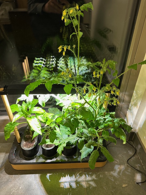 Growing Cherry Tomatoes in Your Auk Mini