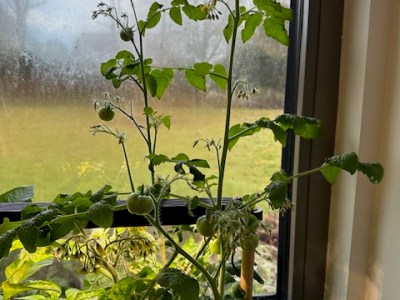 The Auk adventure&nbsp;continues