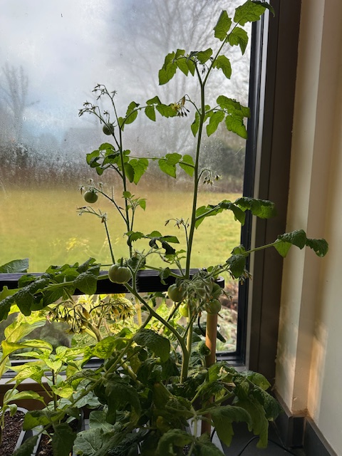 The Auk adventure&nbsp;continues