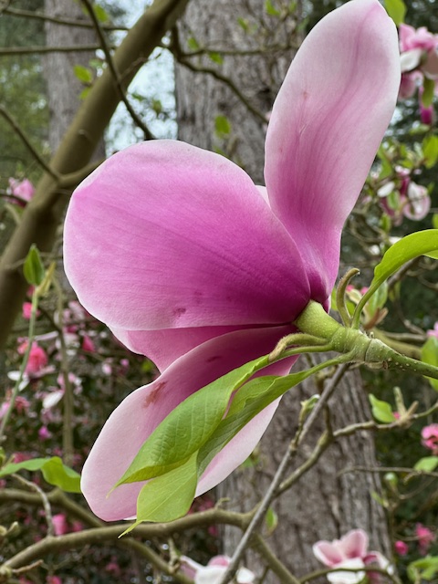 Arboretum Wespelaar on Easter&nbsp;2026