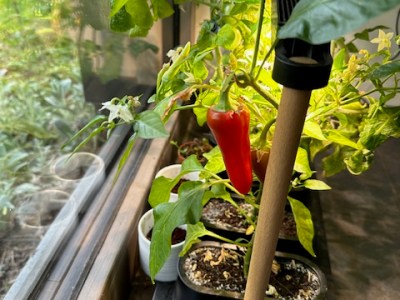 Mini Bell Peppers and Cherry Tomatoes in the Auk&nbsp;Mini
