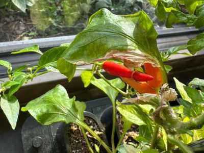Harvesting Chilli Peppers in the Auk Mini: A Beginner’s Journey