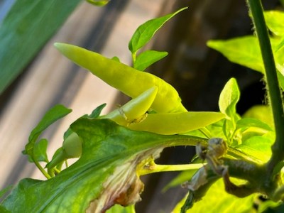 First of May, first chilli peppers in the Auk&nbsp;mini
