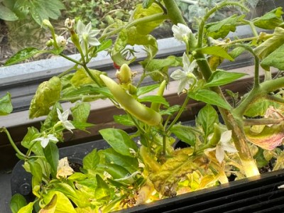 Growing Peppers in the Auk Mini: Tips for&nbsp;Success