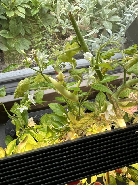 auk mini chilli