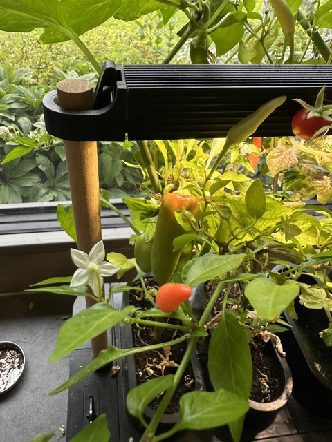 auk mini bell peppers