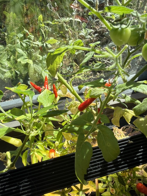 chilli peppers in the Auk Mini
